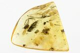 Fossil Death-Watch Beetle and Long-Legged Fly in Baltic Amber #310867-1